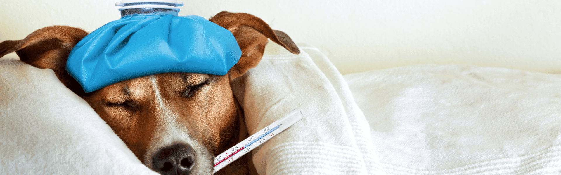 Erkrankung und Gehalt in der Steuerbranche – Hund mit Thermometer und Kühlpack symbolisiert Ausfallzeiten. Infos zur Lohnfortzahlung und finanziellen Absicherung im Krankheitsfall.